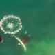 Imagen para el artículo titulado Consiguen grabar en vídeo a unas orcas cazando tiburones blancos en Sudáfrica